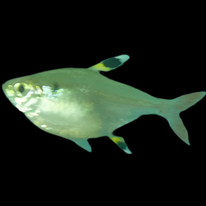 Pristella Tetra