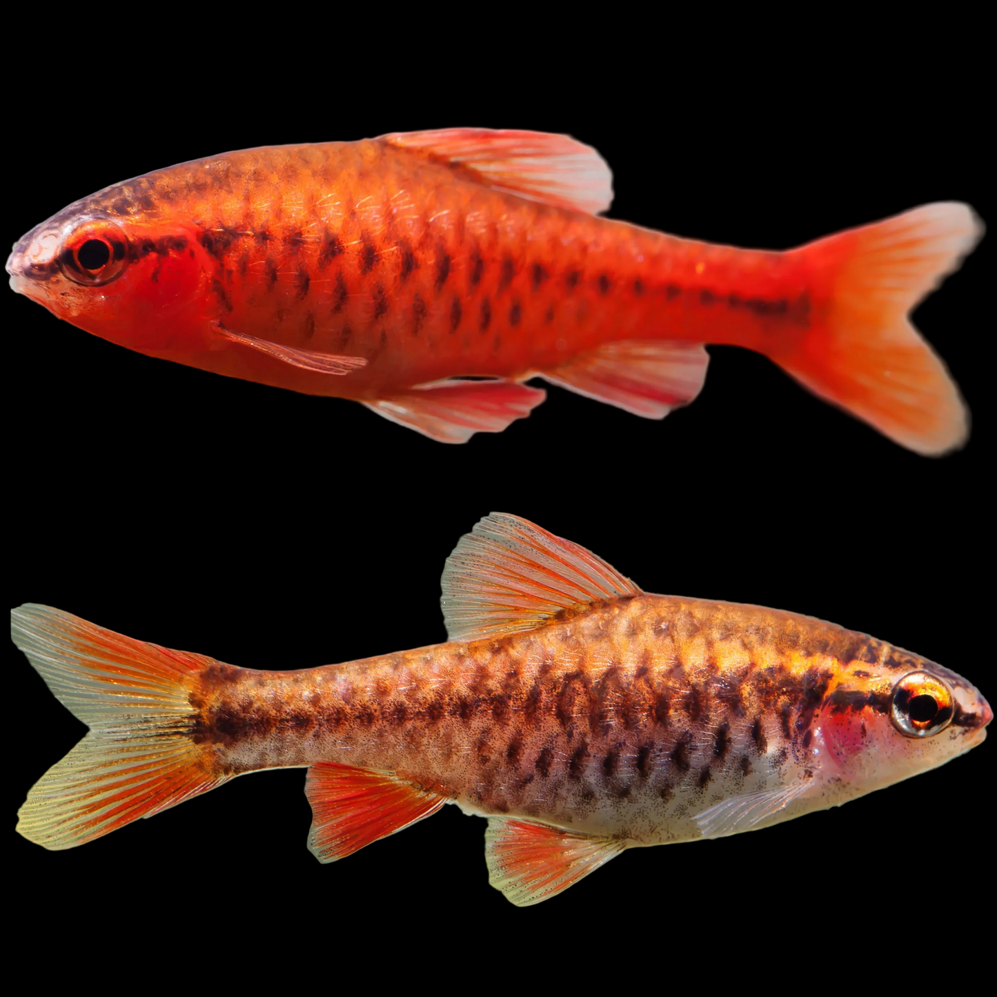 Puntius titteya Cherry Barb