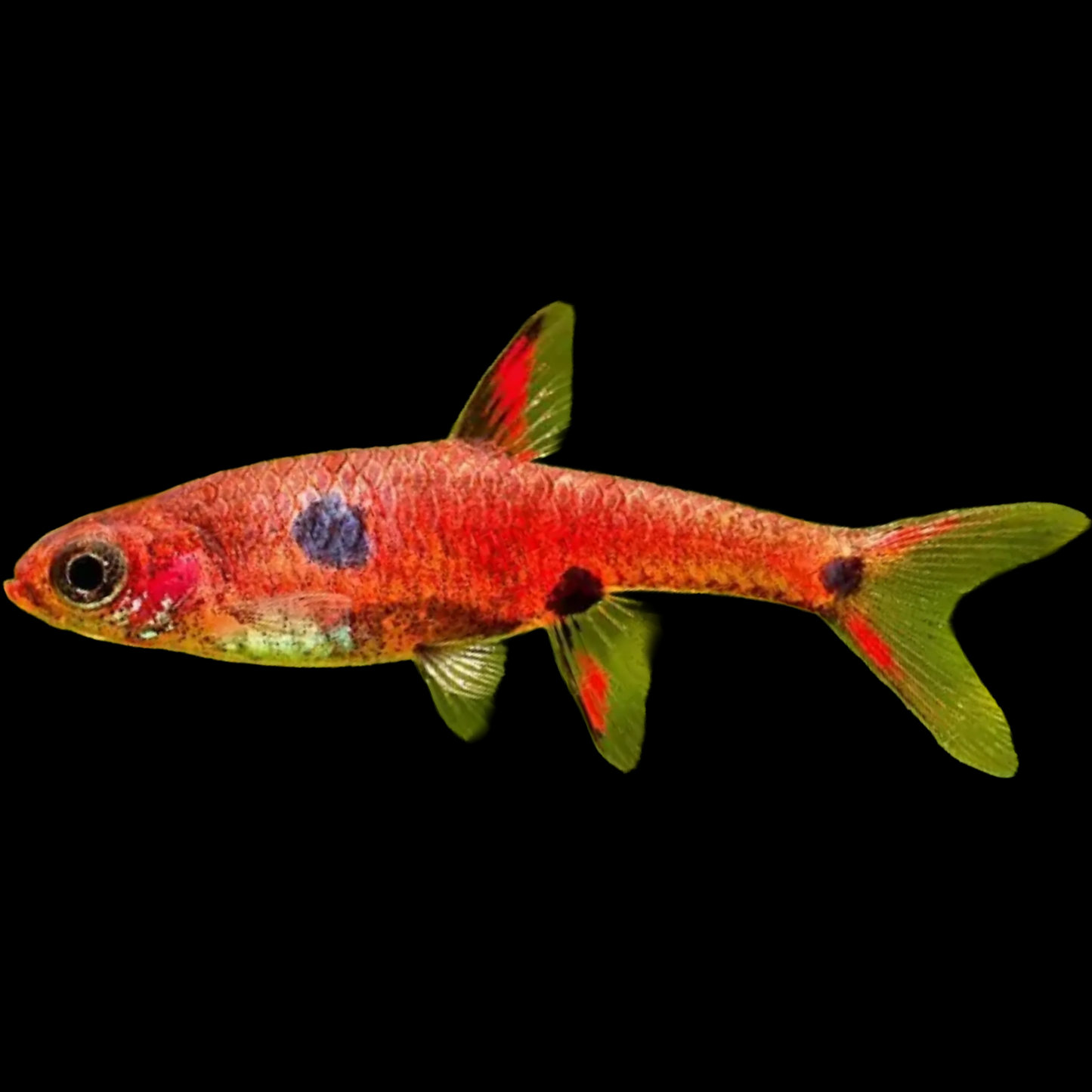 Rasbora maculata Three Spot Rasbora
