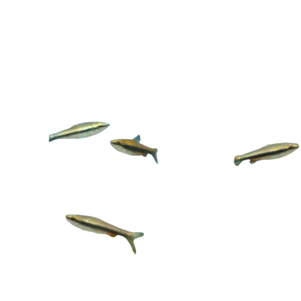 Red Pencilfish