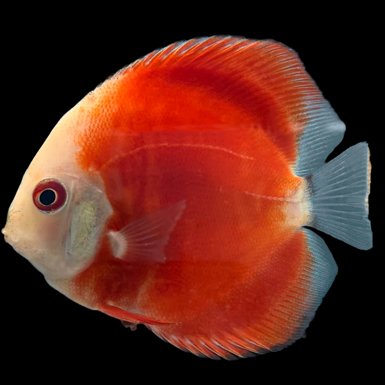 Red Rose Discus