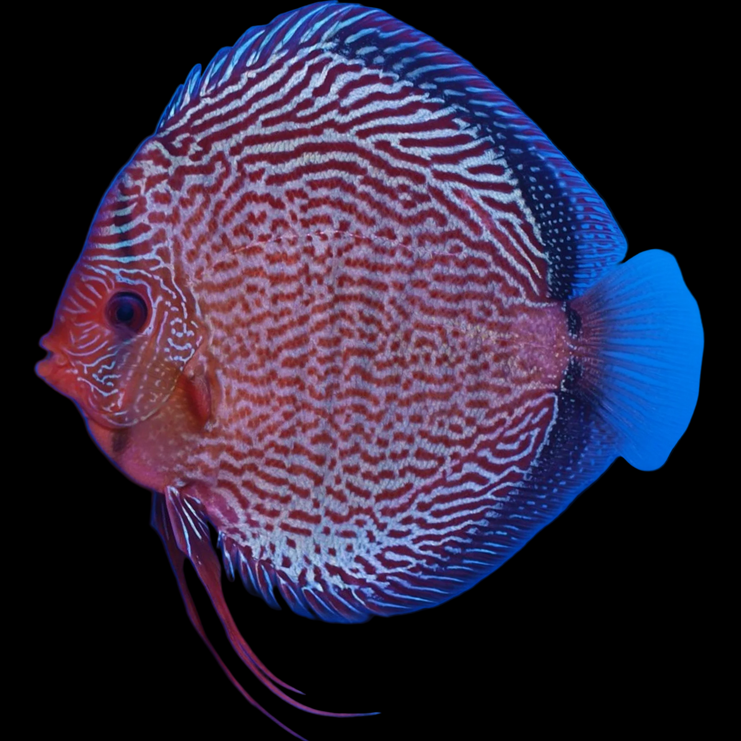 Red Snakeskin Discus