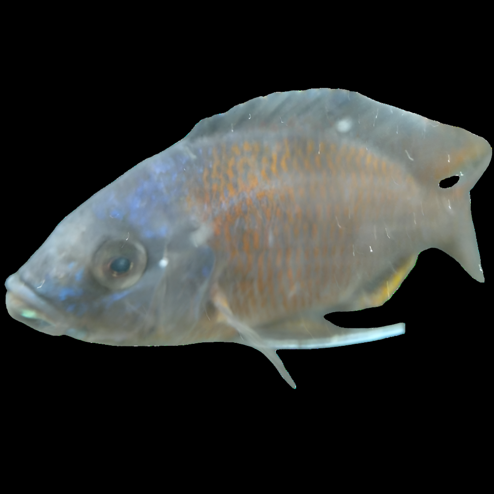 Red Fin Borleyi Hap (Copadichromis borleyi) — blue-headed Malawi cichlid with orange-red fins