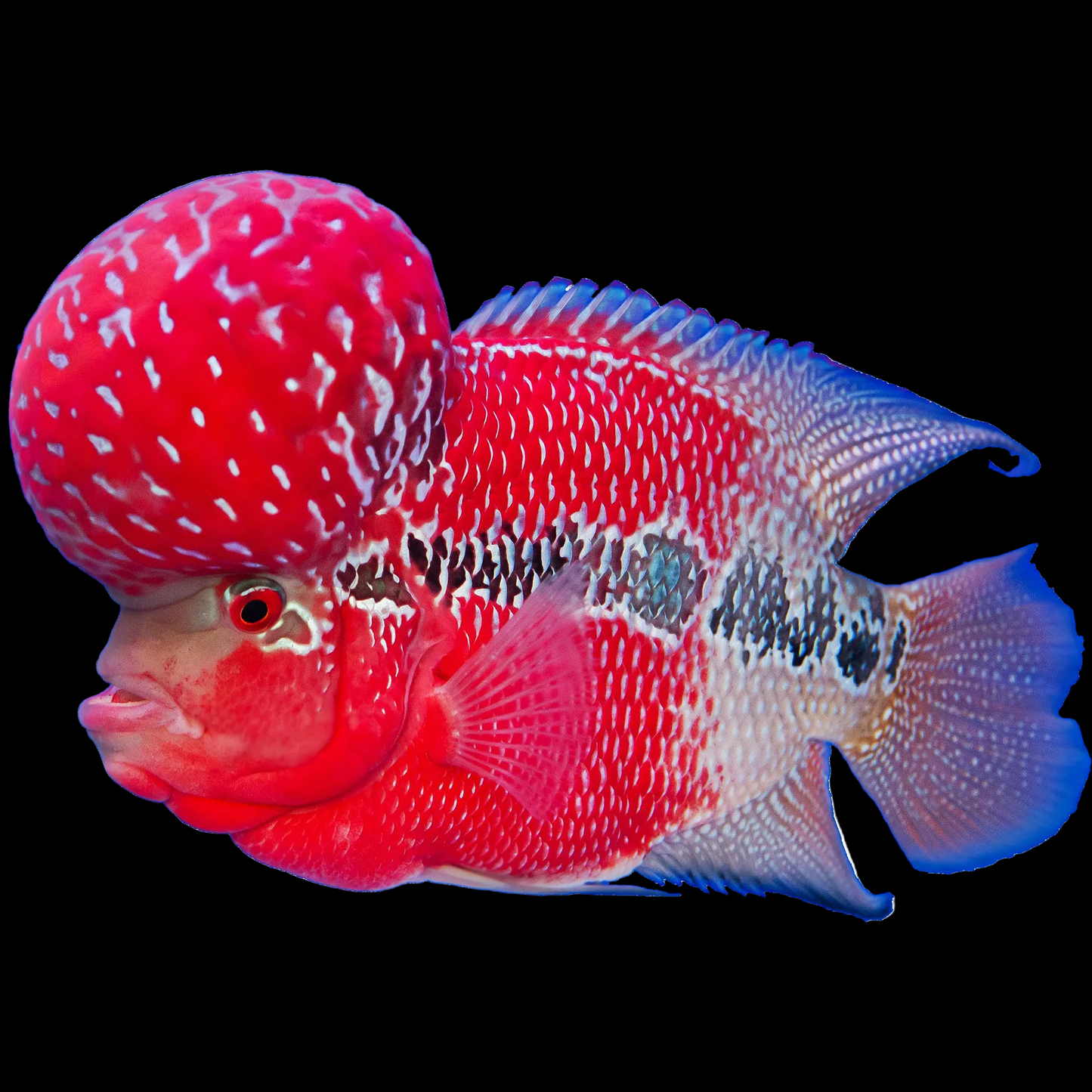 Redlion Monsterkok Flowerhorn