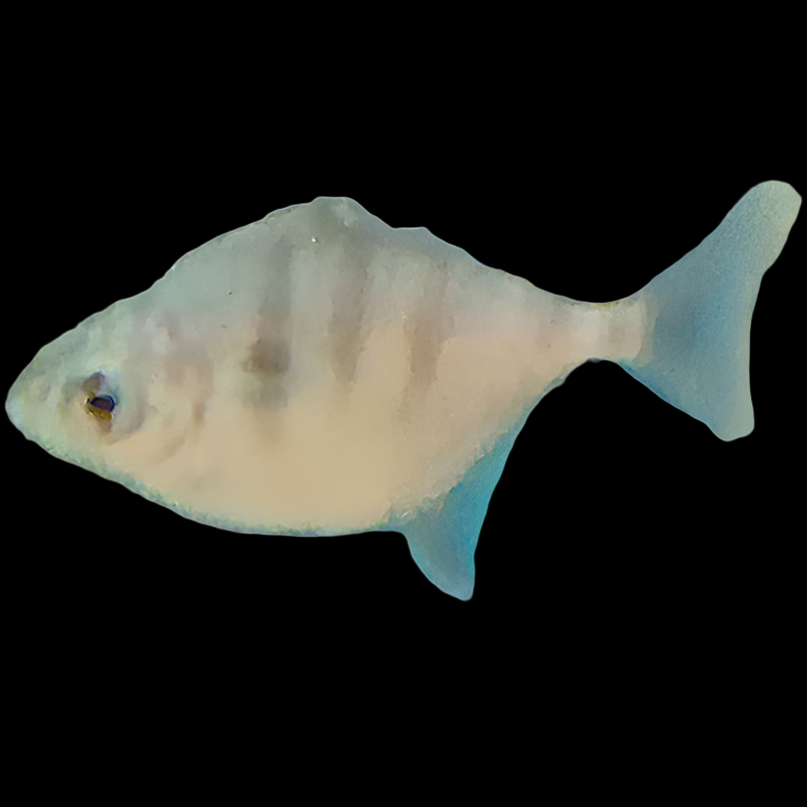 Barred Silver Dollar (Metynnis fasciatus) — silver disc-shaped fish marked with dark vertical bars