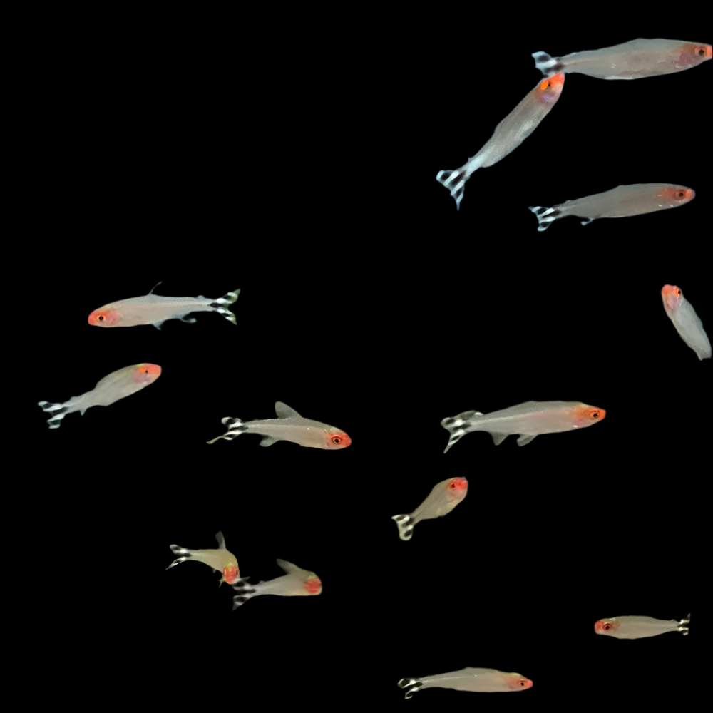 Rummy Nose Tetra