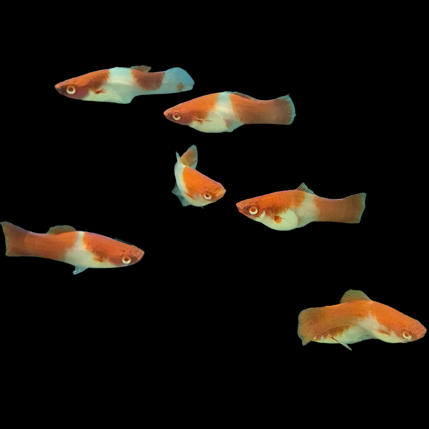 Santa Claus Swordtail (Xiphophorus hellerii) — red and white swordtail with a pointed tail extension