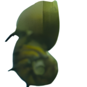 Sun Snail (Clithon donovani) โ tiny nerite snail with a spotted orange and black shell