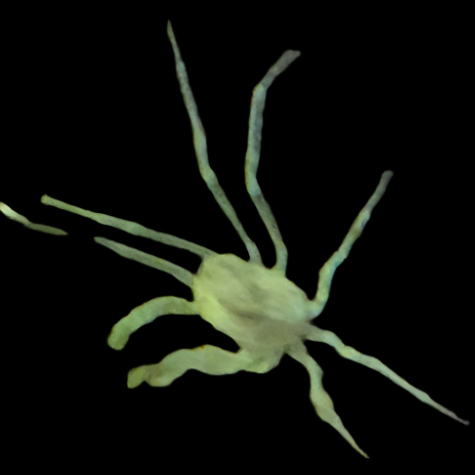 Thai Micro Crab (Limnopilos naiyanetri) โ tiny translucent freshwater crab clinging to aquarium moss