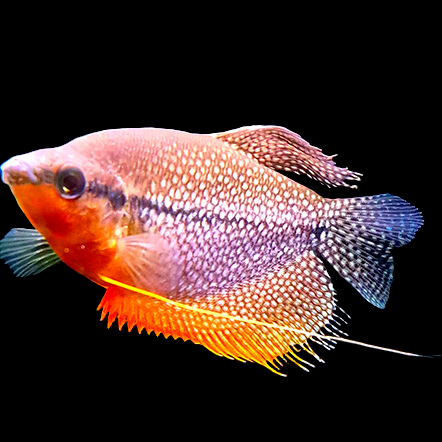 Trichopodus leerii Gourami Pearl