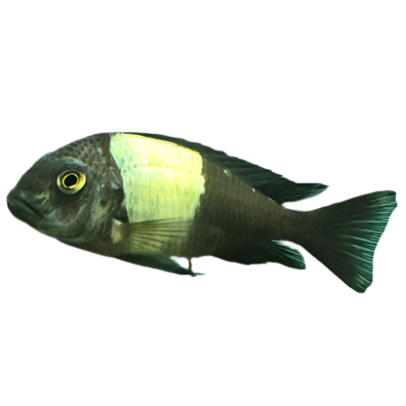 Tropheus duboisi White-spotted Cichlid