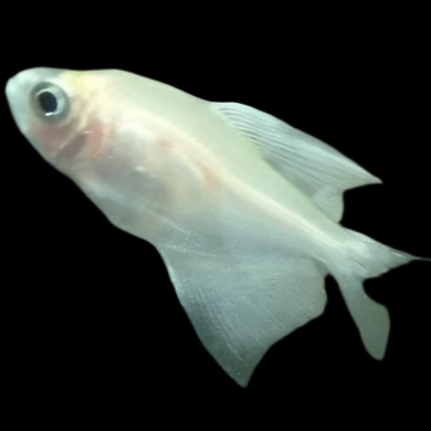 White Skirt Tetra