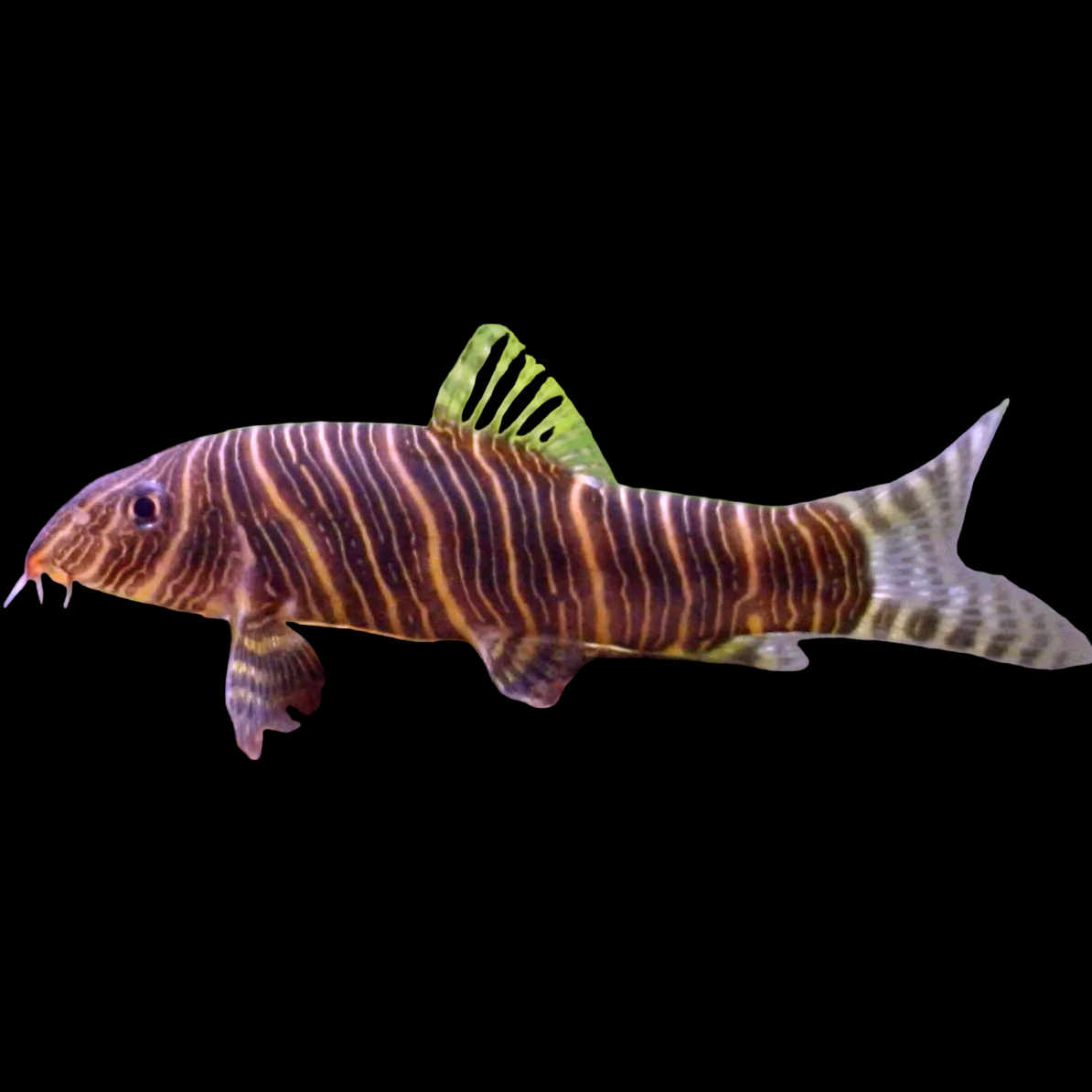 Zebra Loach Botia striata