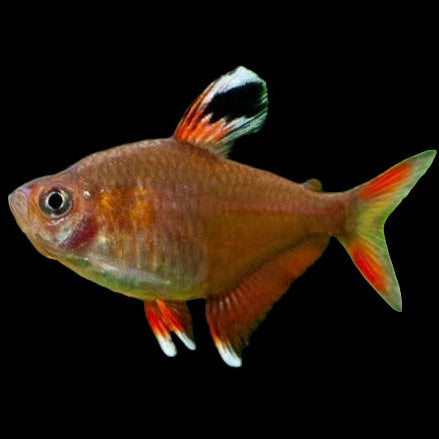 Candy Cane Tetra (Hyphessobrycon bentosi) โ pink translucent tetra with white-tipped fins and a tall dorsal