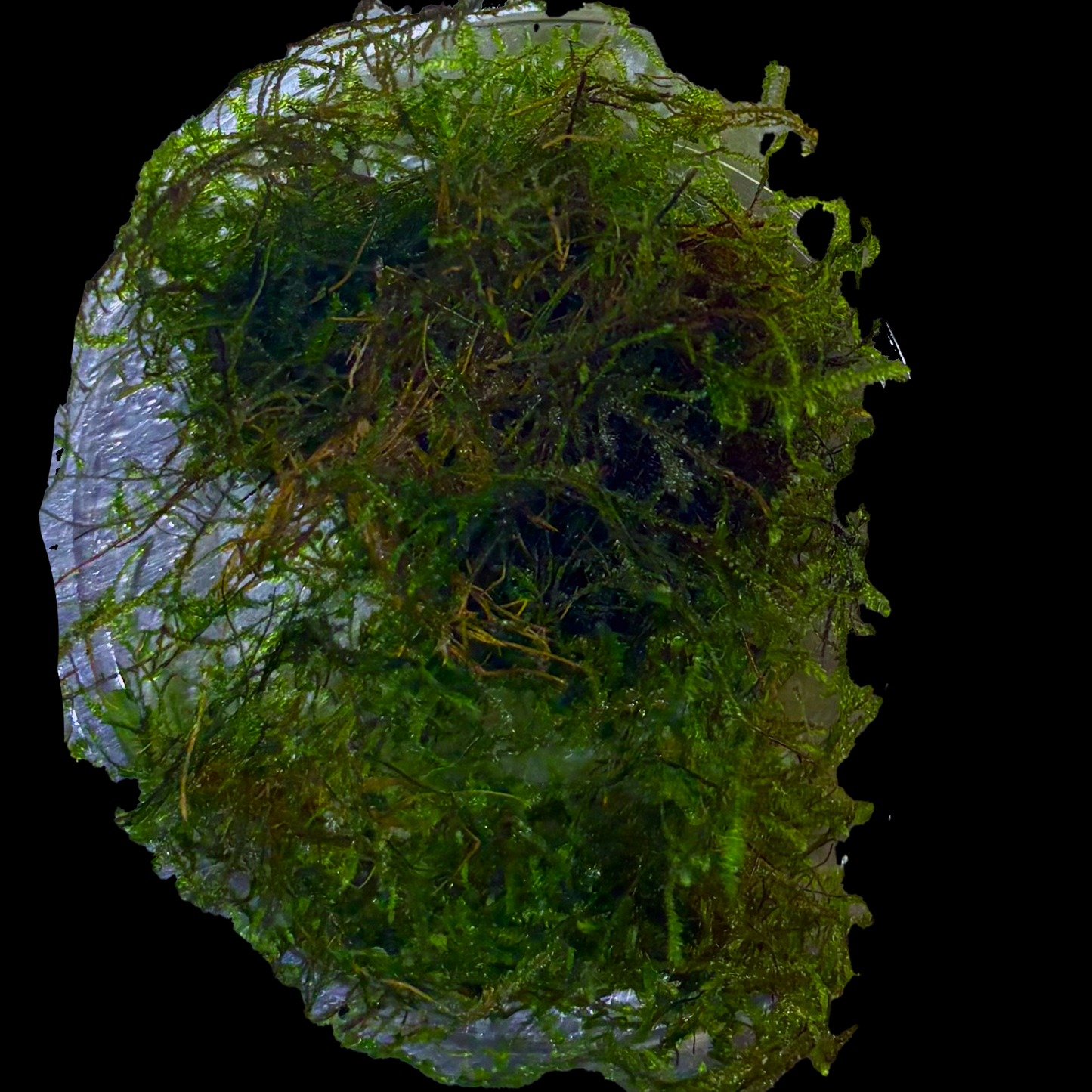 Java Moss