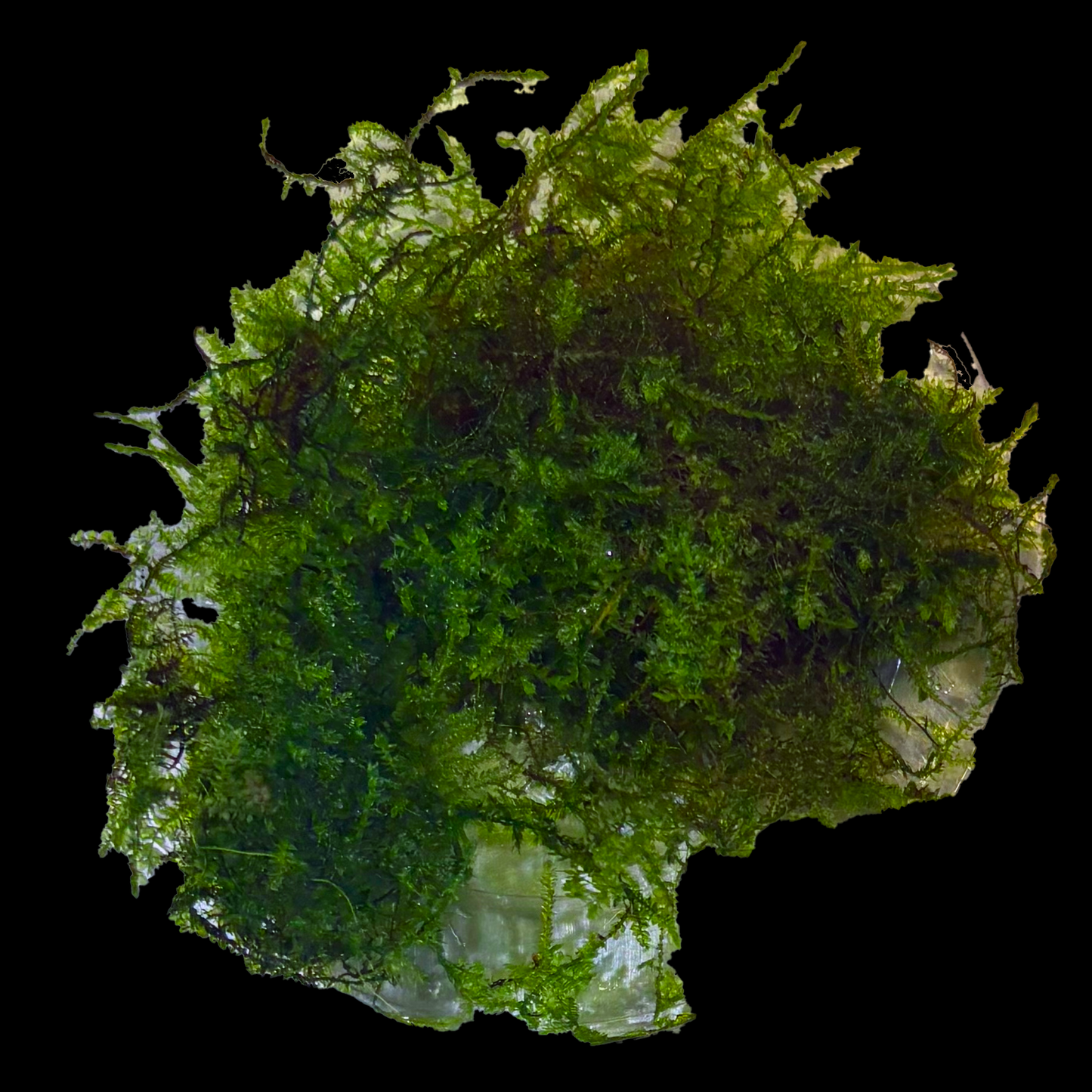 Mini Christmas Moss (Vesicularia montagnei) — dense green moss with fine branching fronds on wood
