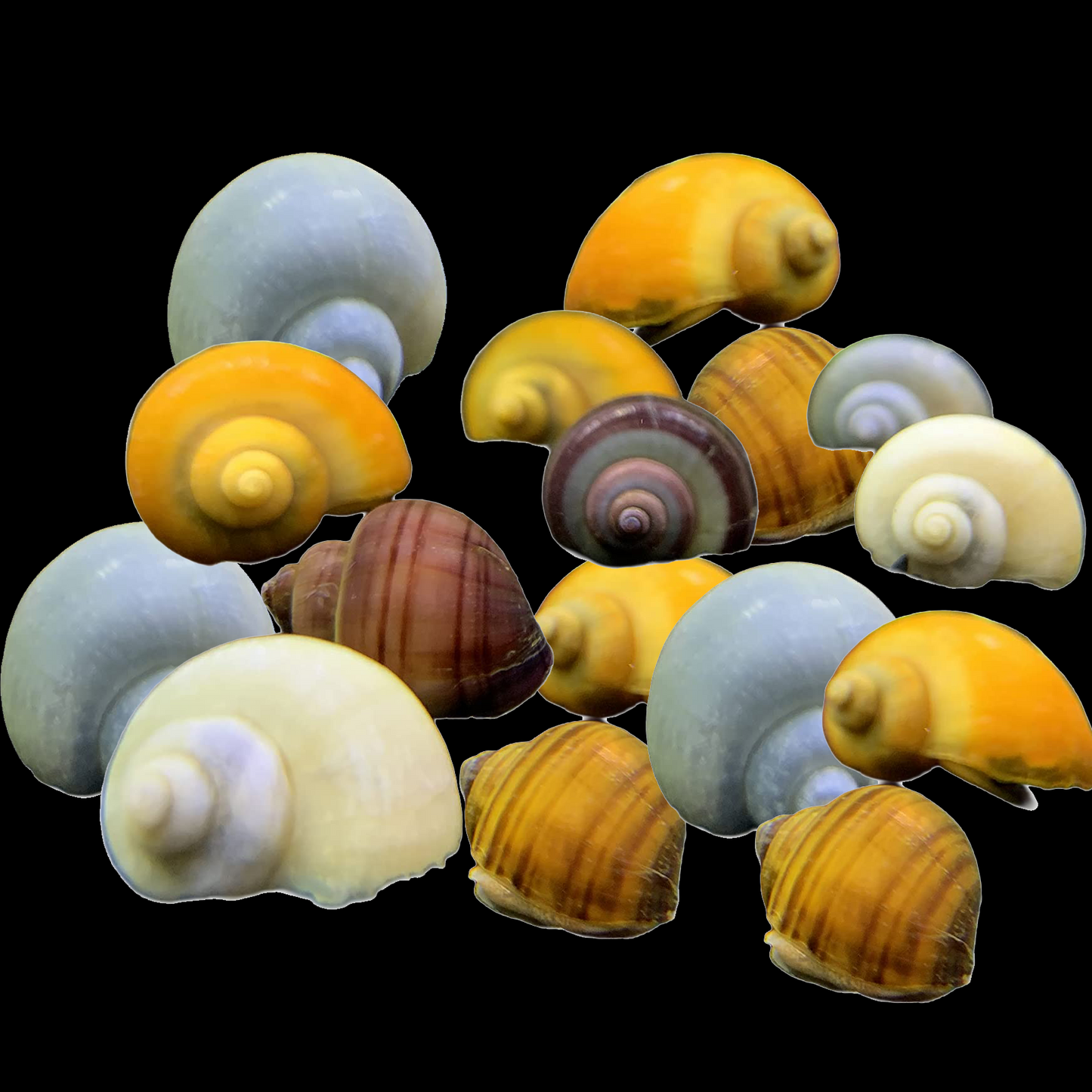 Apple Assorted Snail