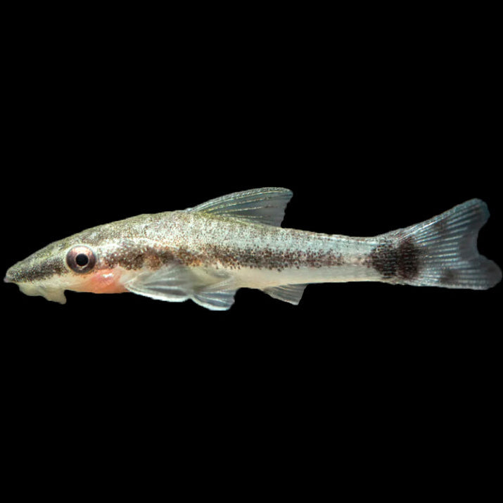 Otocinclus Catfish (Otocinclus sp.) small suckermouth catfish with a dark stripe from snout to tail