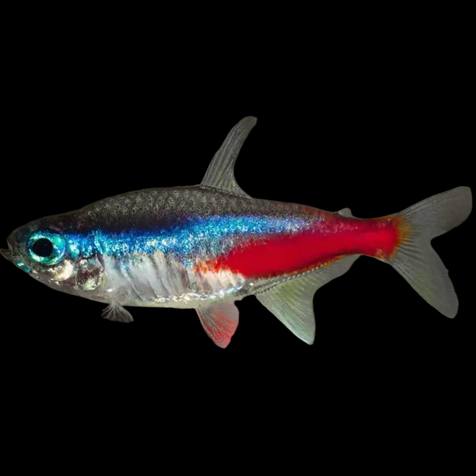 paracheirodon innesi neon tetra
