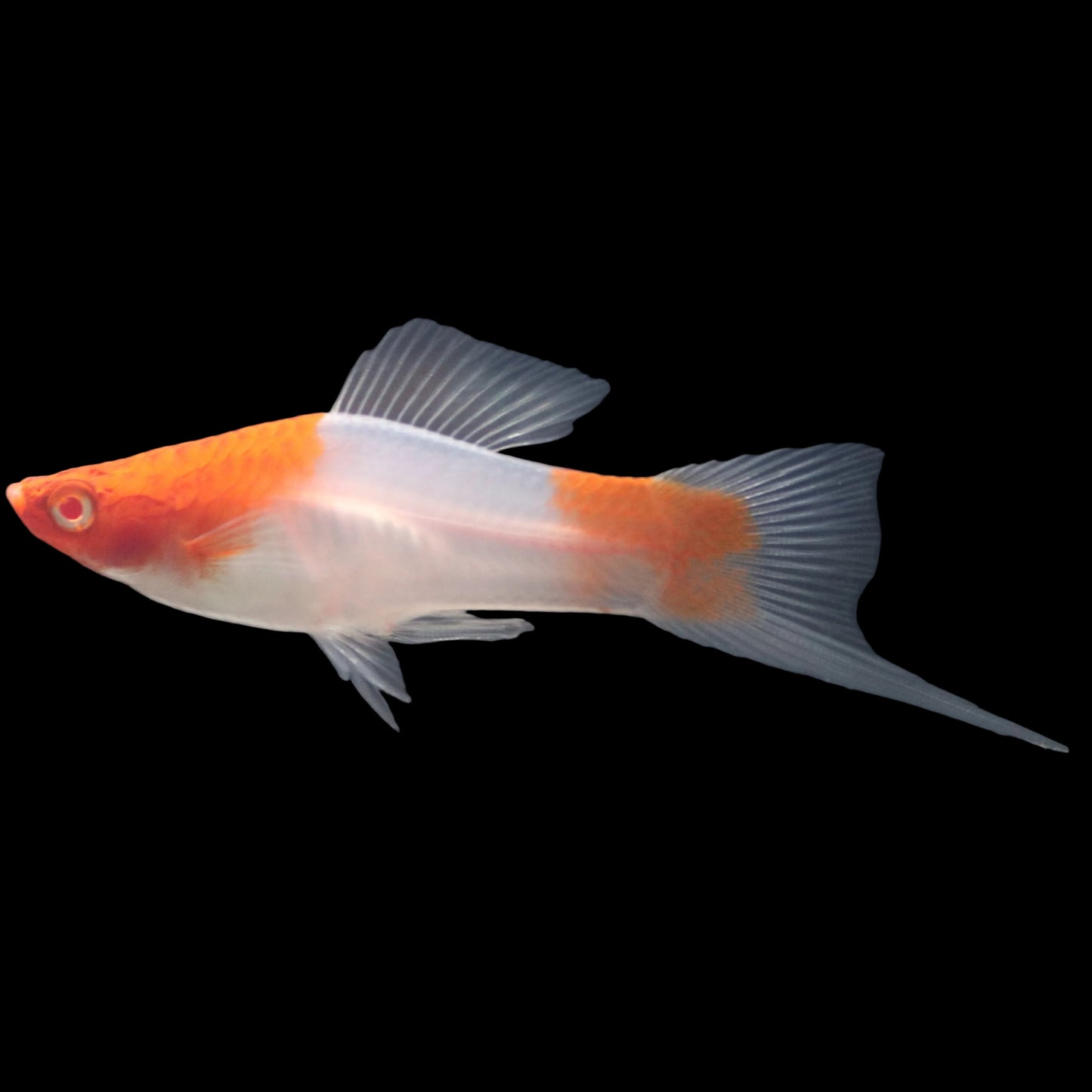 red and white Swordtail fish