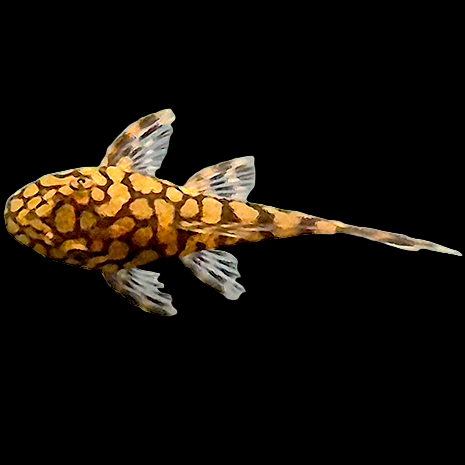 L519 Rio Itenez Bristlenose Pleco (Ancistrus sp.) finely spotted catfish with pale fin edging