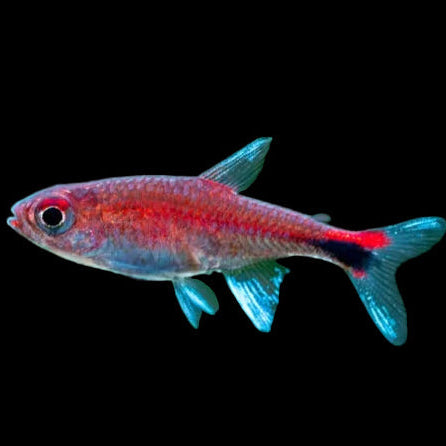 Ruby Tetra (Axelrodia riesei) — very small deep red tetra with a dark spot at the base of the tail