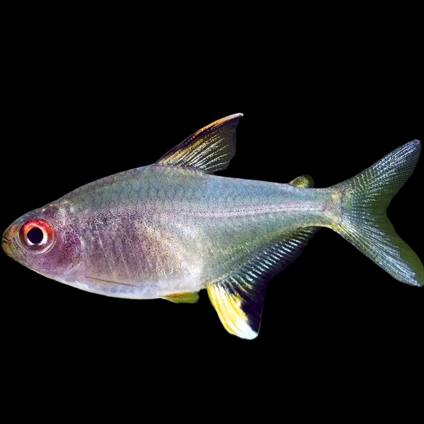Hyphessobrycon pulchripinnis Lemon Tetra