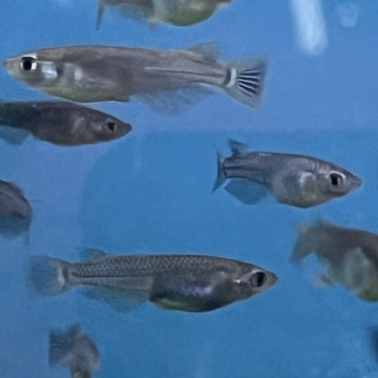 Black Medaka Ricefish