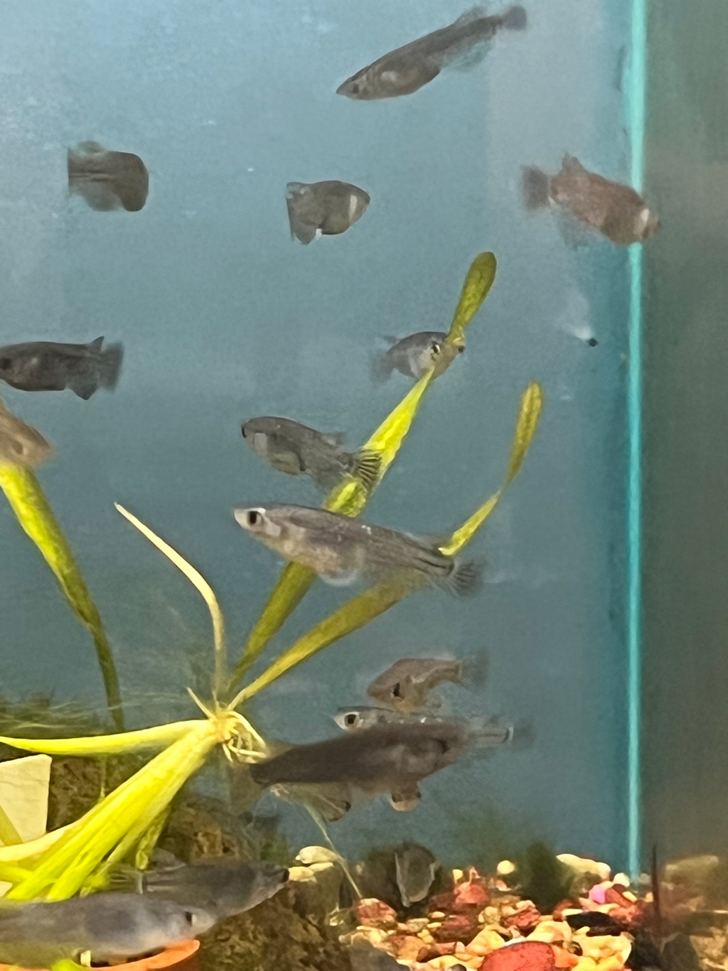 Black Medaka Ricefish