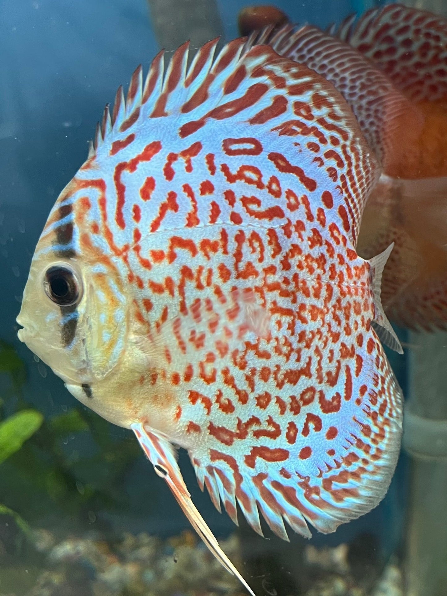 Leopard Discus