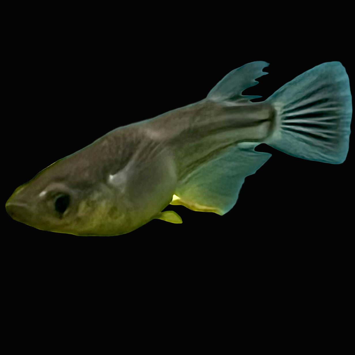 Black Medaka Ricefish