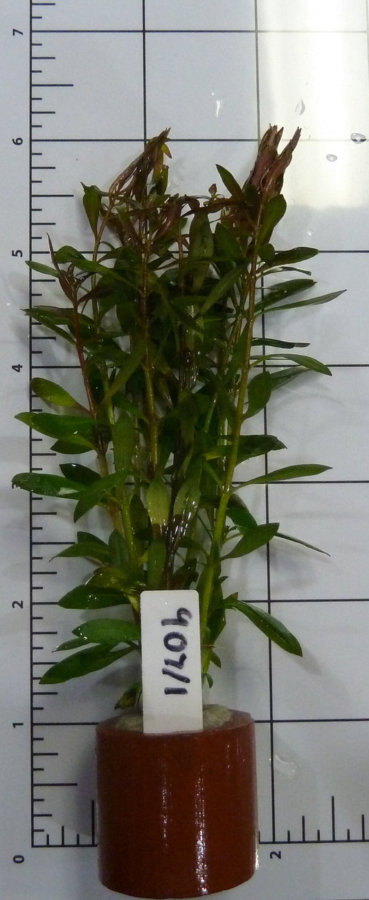 Live Plants
