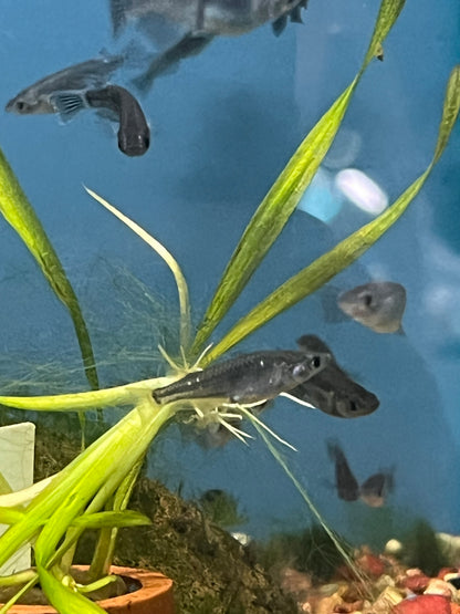 Black Medaka Ricefish