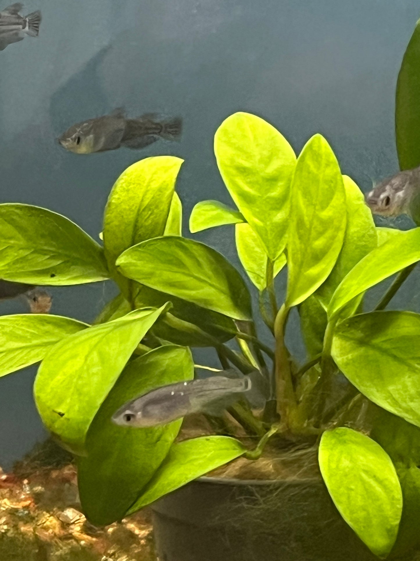 Black Medaka Ricefish