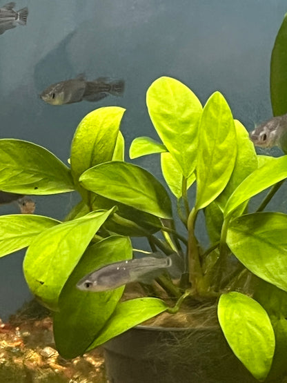 Black Medaka Ricefish