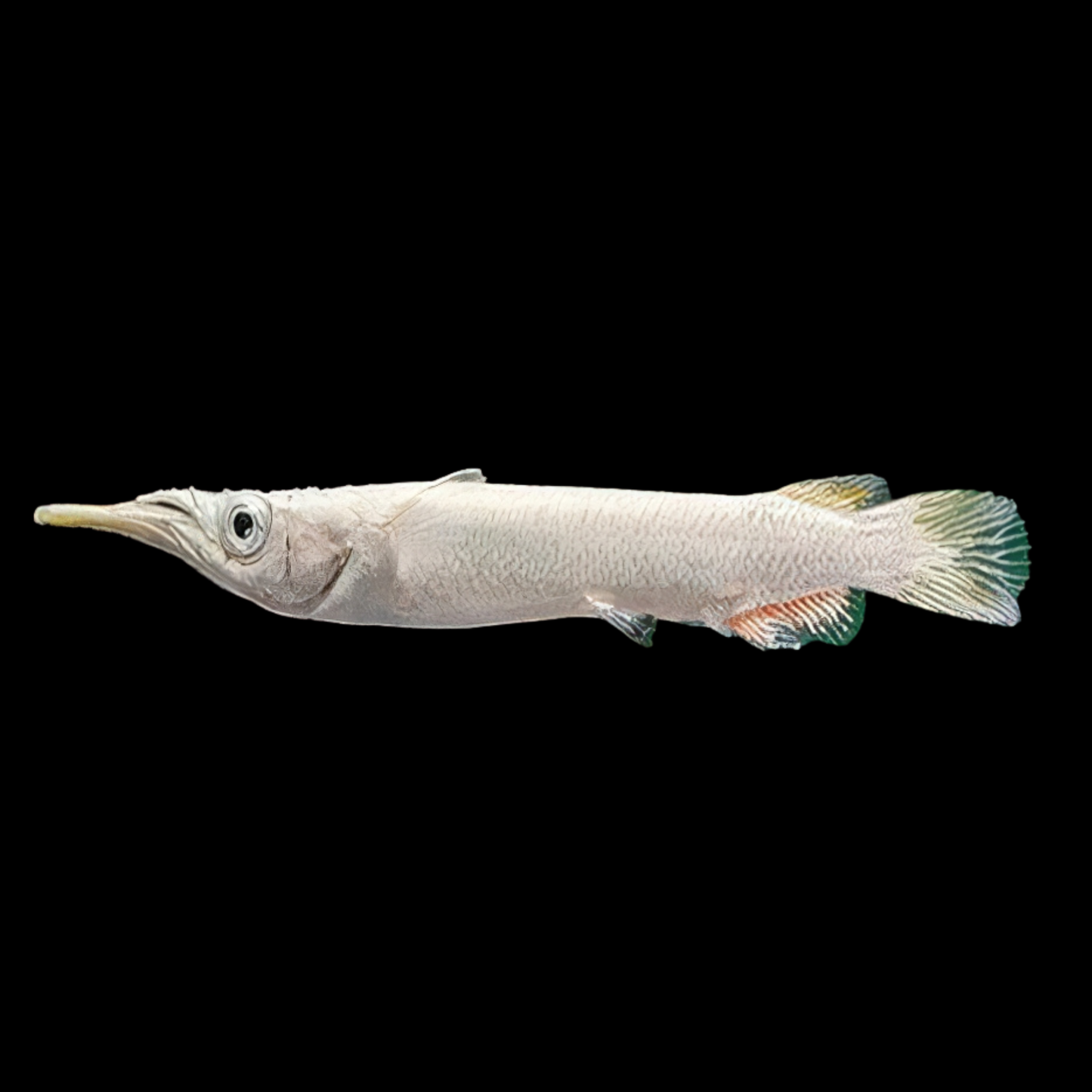 Albino Pygmy Halfbeak