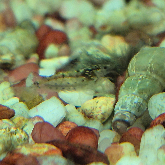 Amano Shrimp