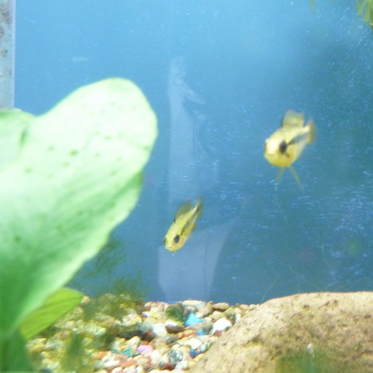 Apistogramma agassizii Double Red
