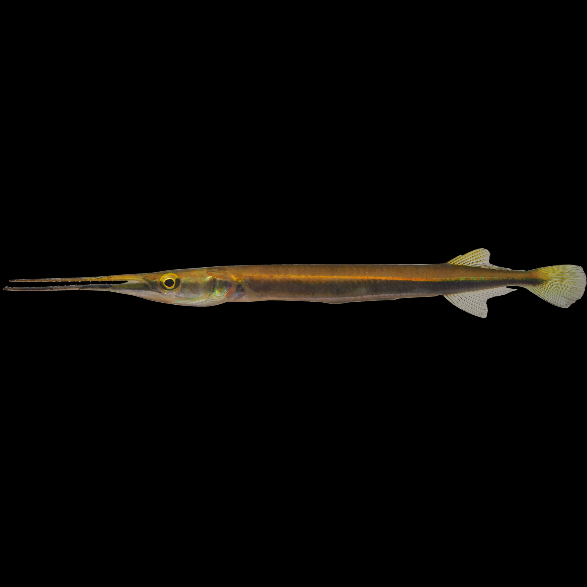Asian Needle Nose Gar (Xenentodon cancila) — slender silver fish with long beak-like jaws near the water surface