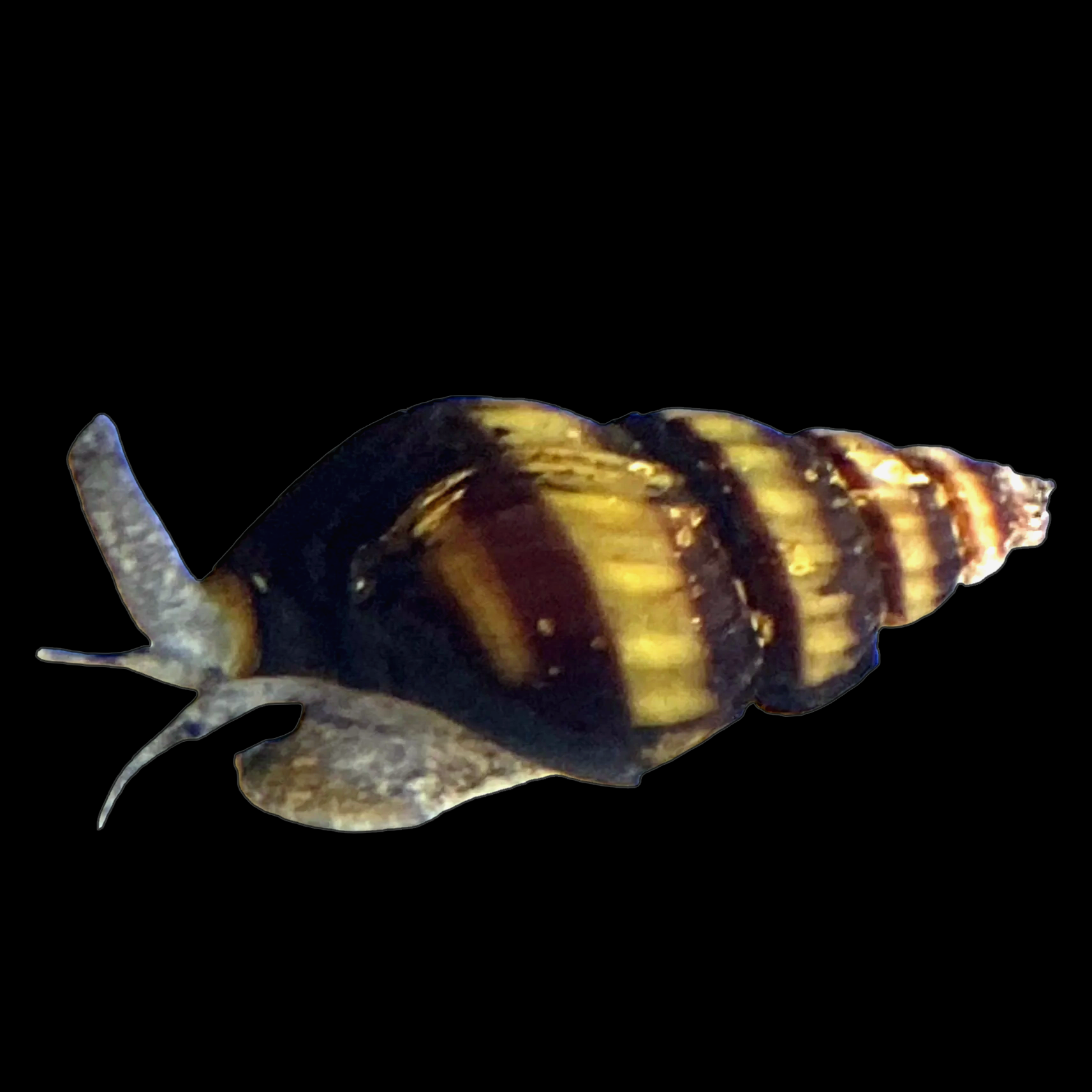 Assassin Snail