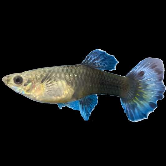 Assorted Guppy (Female)