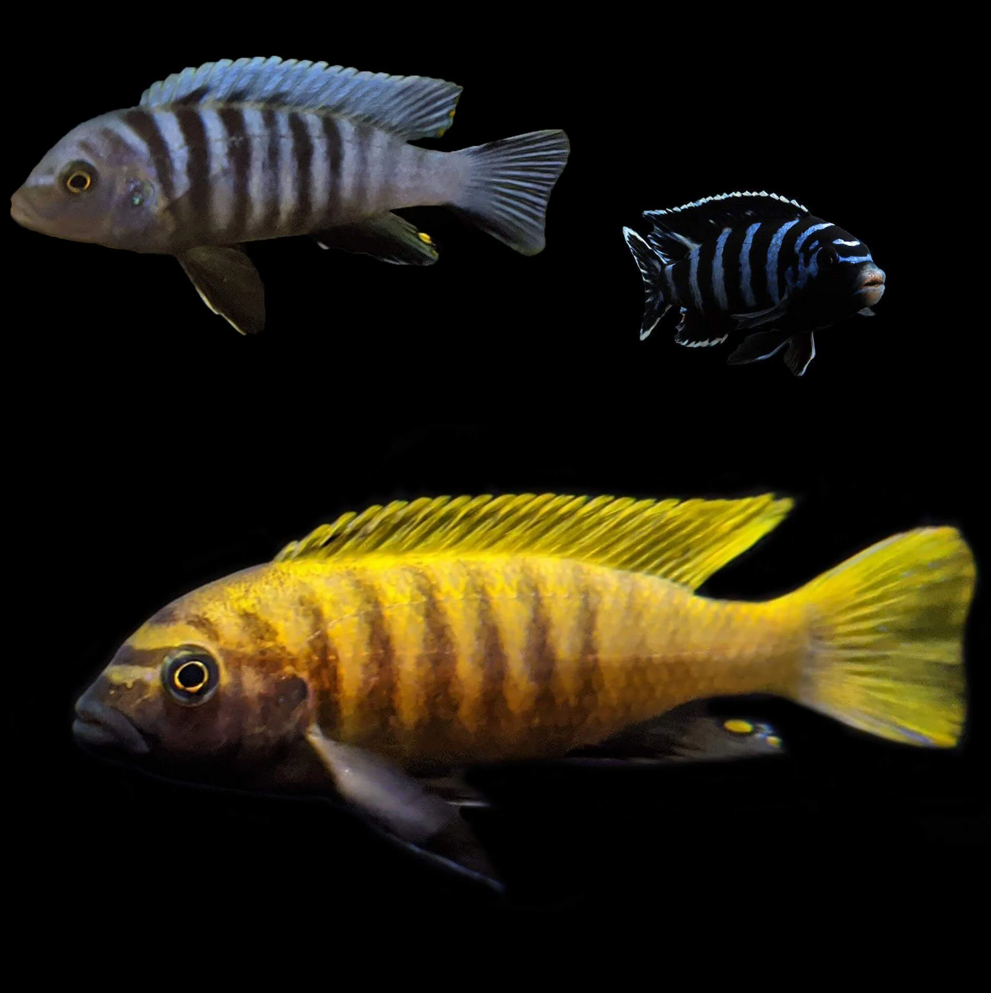 Assorted Mbuna Cichlid