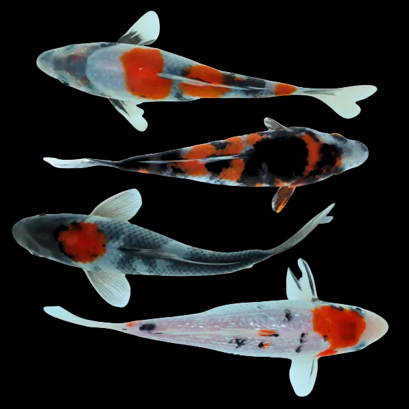 Assorted Koi (Cyprinus carpio)