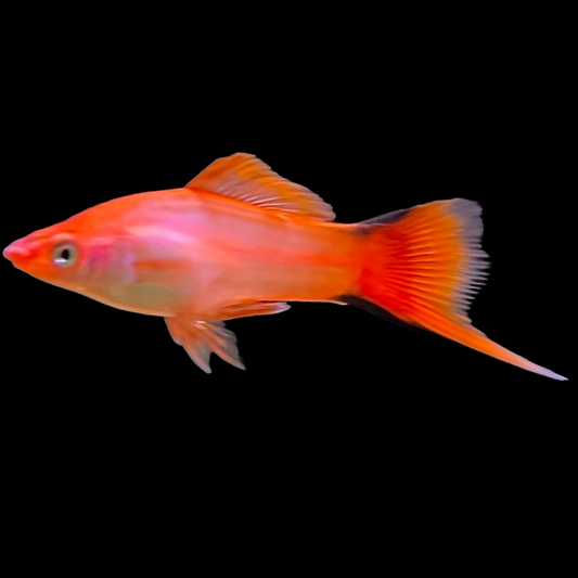 Assorted Lyretail Swordtail (Xiphophorus hellerii) livebearer with extended points on both tail lobes