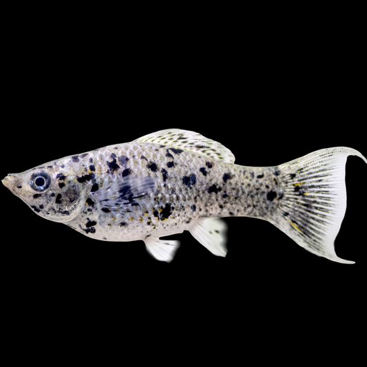 Assorted Molly Fish
