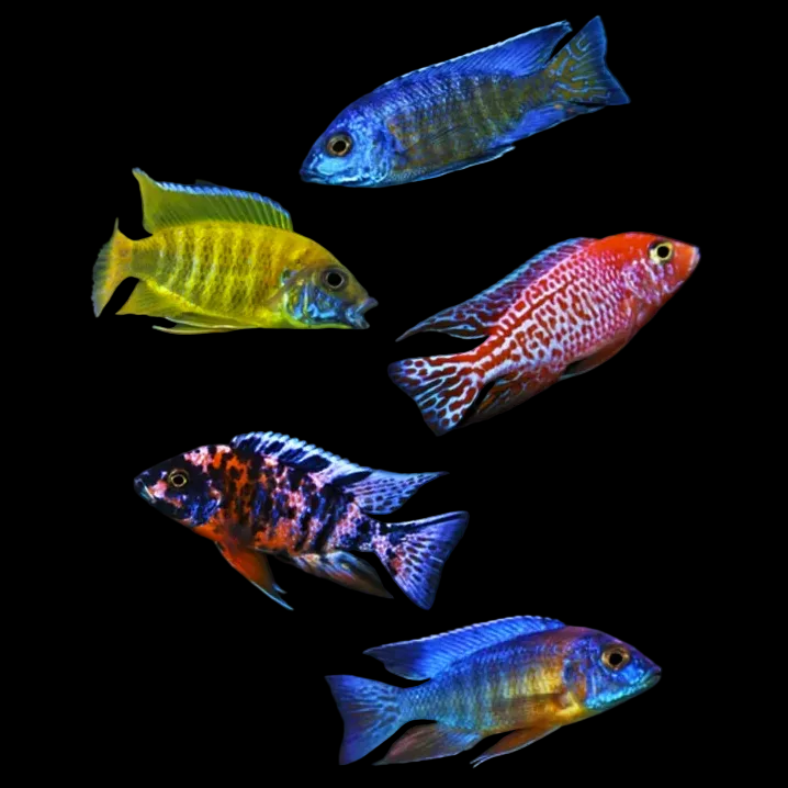 Assorted Peacock Malawi Cichlid
