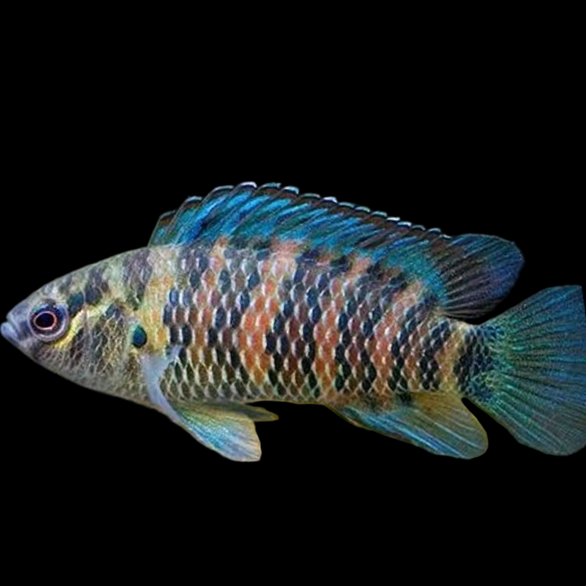 Badis badis blue