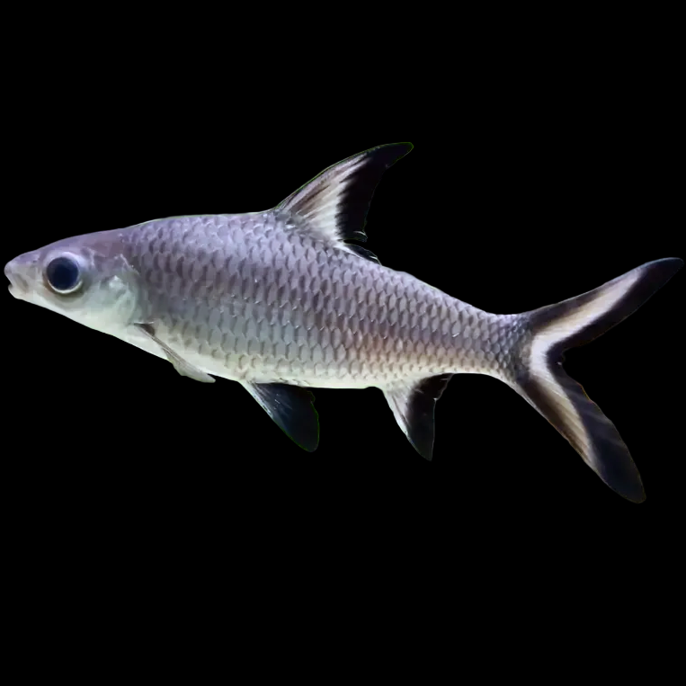 Balantiocheilos melanopterus Bala Shark