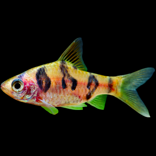 (Barbodes rhomboocellatus) Snakeskin Barb