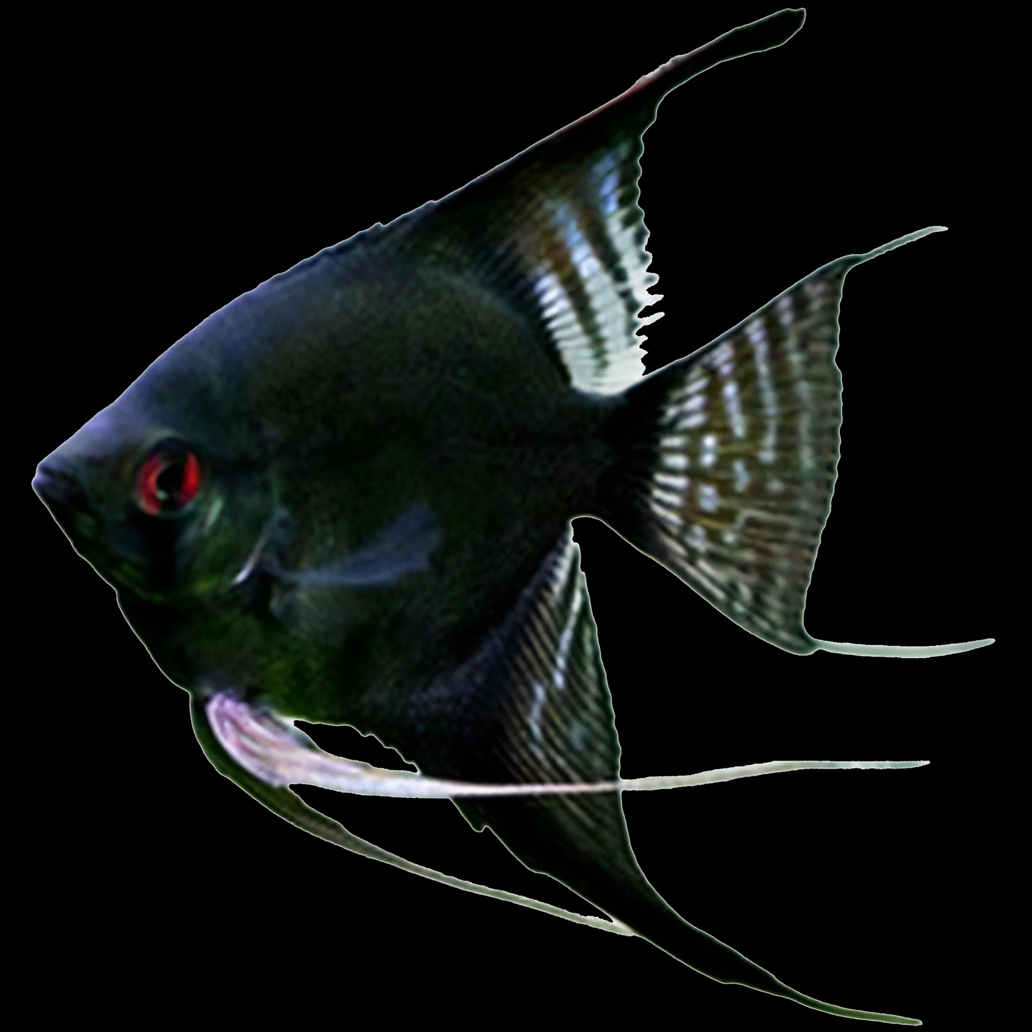Black Angelfish